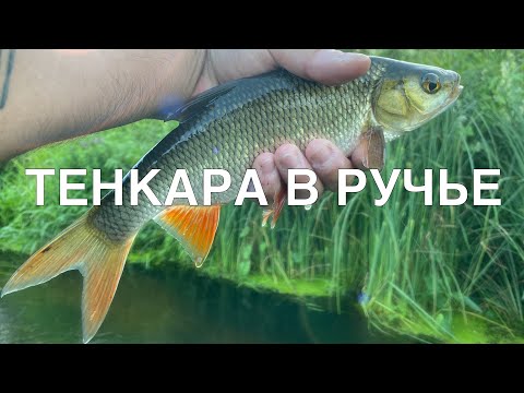 Видео: ТЕНКАРА x МИКРОРУЧЕЙ #109