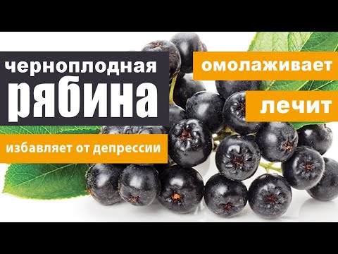 Видео: Рябина черноплодная (арония): омолаживает, лечит, избавляет от депрессии