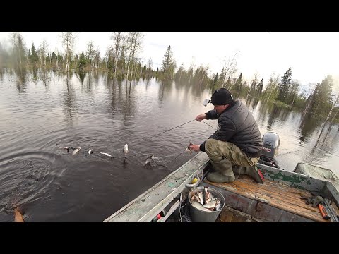 Видео: Вот это улов!!! Проверка забитых рыбой сетей. Последний день.