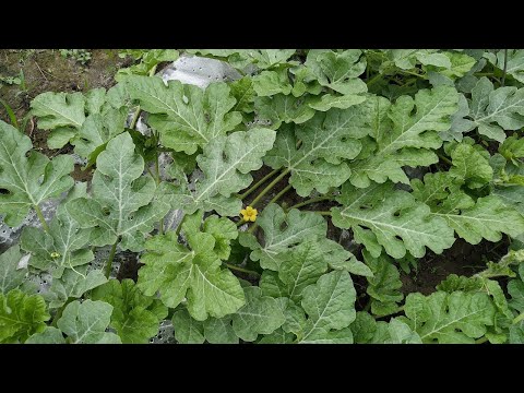 Видео: ДЫНИ🍈 и АРБУЗЫ🍉 привитые на ЛАГЕНАРИЮ.Выращивание АРБУЗОВ на пленке.