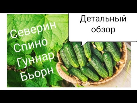 Видео: Обзор сортов огурца. Северин. Спино. Гуннар. Бьорн.