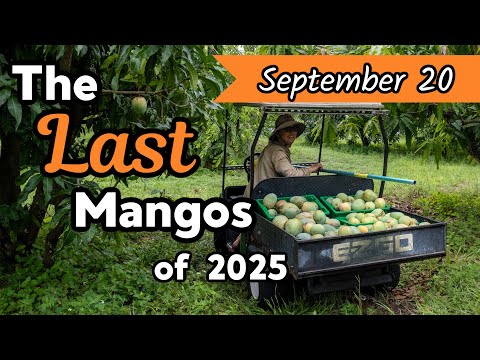 Видео: Последние манго 2025 года!
