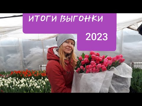 Видео: Итоги выгонки тюльпанов 2023!🌷🌷🌷