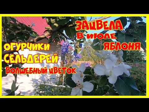 Видео: Обзор мы на даче  Огурцы Корневой сельдерей Странные семена цветов Яблоня зацвела