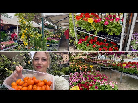 Видео: Рим - посещение на разсадник, обиране и подрязване на моя КУМКУАТ