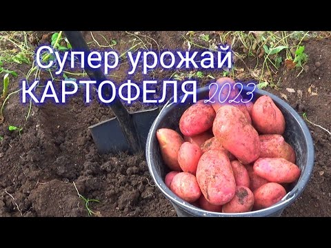 Видео: Сумасшедший урожай картофеля в засуху! 2023