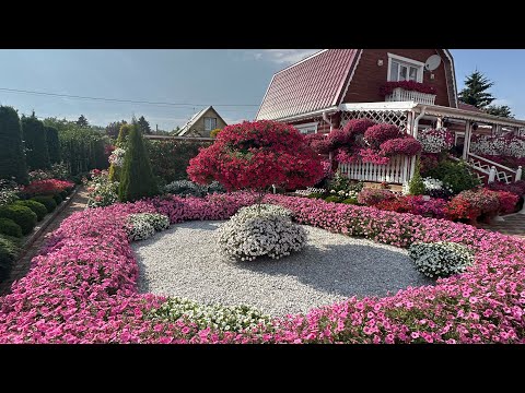 Видео: Мой сад - обзор сада Татьяны! Петуниевый рай!