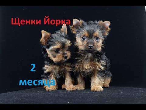 Видео: Щенки Йоркширского терьера 2 месяца