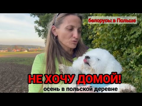 Видео: Польская деревня:здесь кипит жизнь?!| Осень, огород и собака, которая не хочет домой 🐾🍂
