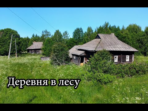 Видео: Заброшенная деревня в лесах Ярославской области. Множество брошенных домов