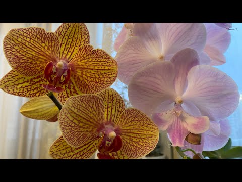 Видео: 🌺 Цветение орхидей 🥰Что скоро распуститься и выдали цветоносы😍#орхидеи #орхидеицветут #orchid