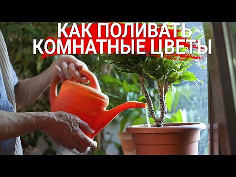 Видео: Как поливать комнатные цветы
