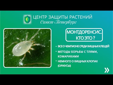 Видео: Монтдоренсис. Кто это?