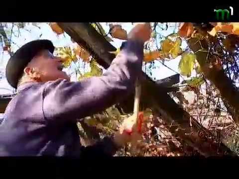 Видео: Тиса-1.Програма "Просто неба".Щасливе.