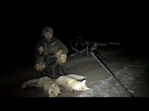 Видео: RikaNV Ovod M35 LRF охота на лис в тумане.
