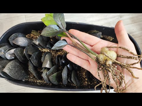 Видео: ПЕРВАЯ ВАЖНАЯ ПОДКОРМКА ЗАМИОКУЛЬКАСА, Корни и клубень Растут как на Дрожжах