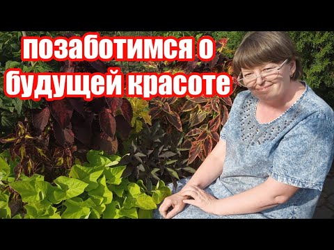 Видео: ЧЕРЕНКУЕМ колеусы, традесканции, бататы. ГОТОВИМ КРАСОТУ на следующий СЕЗОН.