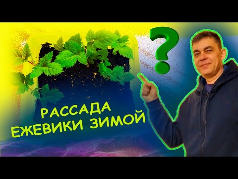 Видео: Как выращивать саженцы ежевики из корневых черенков. Размножение саженцев ежевики Блек Джем.