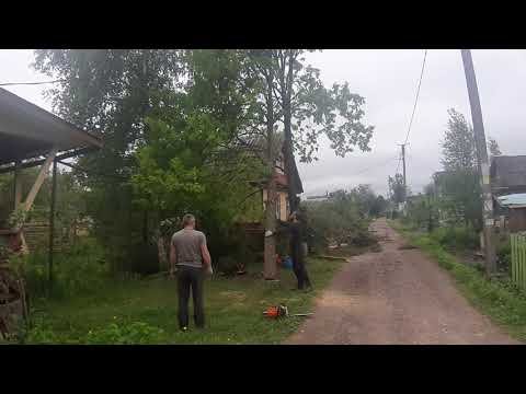 Видео: дерево упало на дом