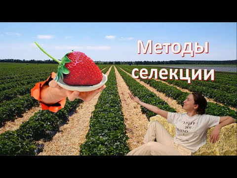Видео: Урок 17 | Селекция и её методы. Инбридинг, аутбридинг, мутагенез и искусственный отбор