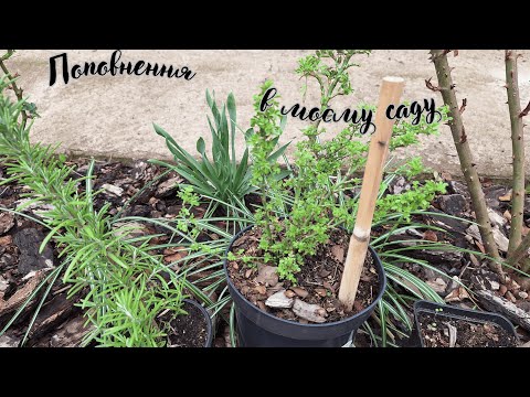 Видео: РОЗПАКОВКА рослин. Квітнуть НАРЦИСИ