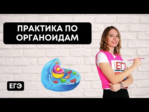 Видео: Практика по органоидам