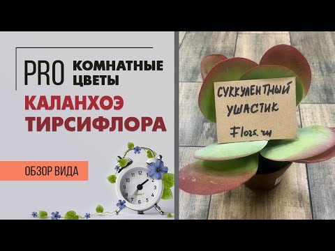 Видео: Каланхоэ - НЕцветущий суккулент. Сорт Тирсифлора - прелестный лопушок
