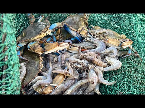 Видео: Традиционное траление креветок на побережье Луизианы