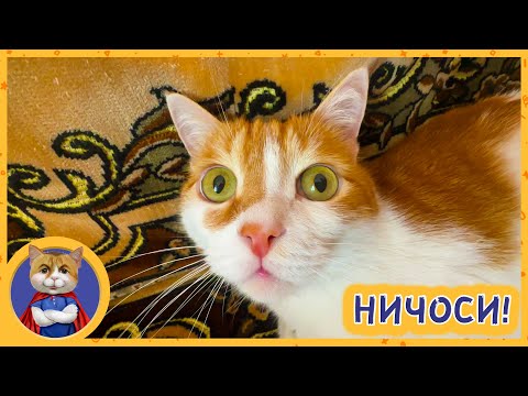 Видео: Что делает Рыжик и что делает Марсик? Таких приколов вы ещё не видели!