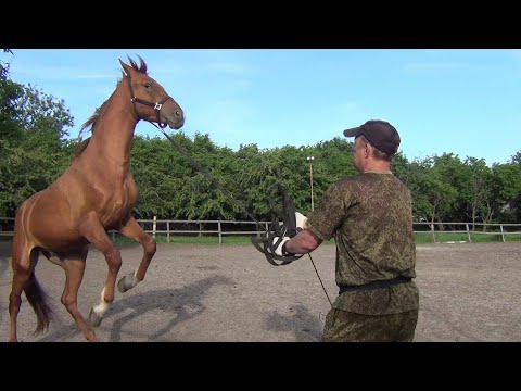 Видео: Работа молодого жеребца на корде. Horse.The work of a young stallion on the cord