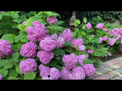 Видео: Крупнолистная гортензия под южным солнцем // Гортензия  в  саду и в кашпо.