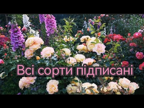 Видео: Рясне цвітіння #троянд🌹і шаленство спеки 😱