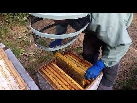 Видео: Большие потери меда в 6-ти рамочных ульях, результат просто удивил