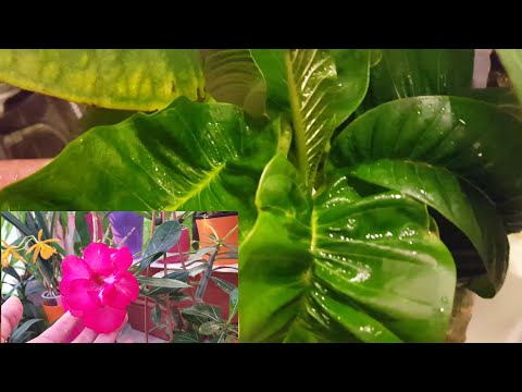 Видео: Клещ доедает мои плюмерии )