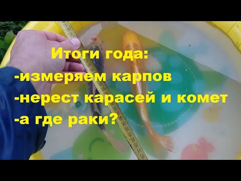 Видео: Как выросла рыба в пруду за год: измеряем карпов, нерест карасей и комет, а где раки???