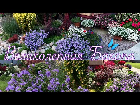 Видео: БАКОПА🦋роскошный цветок🦋 для вашего сада🦋 Уход, размножение черенками🦋100% укоренение ВЕРБЕНЫ🌺