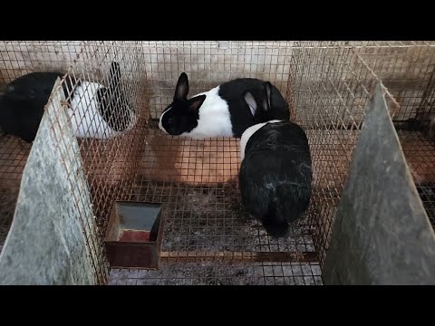 Видео: Дилёрбек Қува қуён фермаси - ОБЗОР 5-октябр 2024