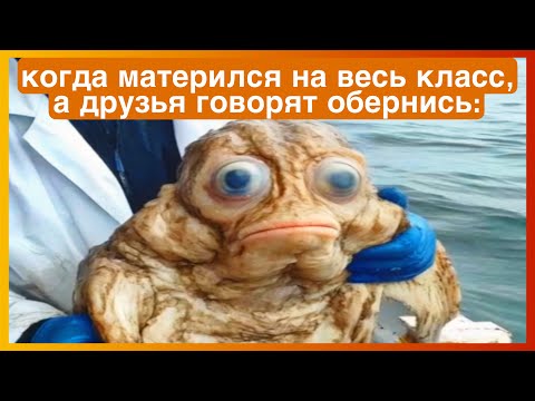 Видео: тикток материться | подборка мемов