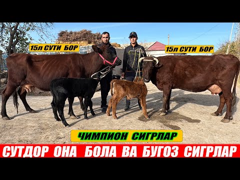 Видео: СУТДОР  ОНА  БОЛА  ВА  БУГОЗ  СИГРЛАР  ОГАБЕК