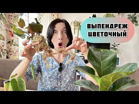 Видео: Новинки домашних цветов 😲 Лысый фикус, дырявый антуриум, подыхантус каладиум