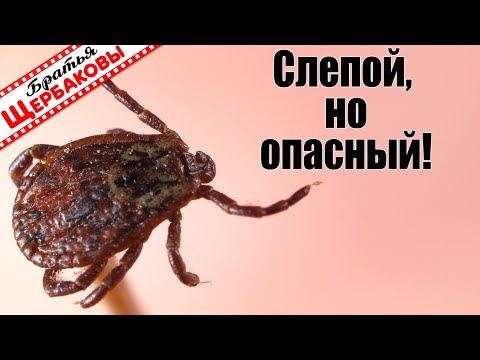 Видео: Как КЛЕЩ НАПАДАЕТ на человека? МАКРОСЬЕМКА кровопийц. Глазом так не рассмотришь!