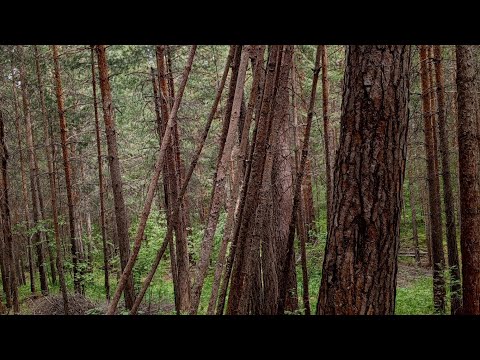 Видео: Лесовики хворост сгребают