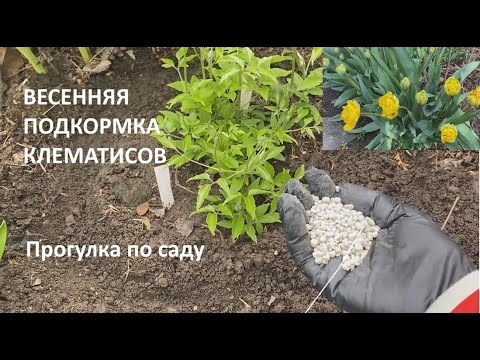 Видео: Весенняя подкормка клематисов. Прогулка по саду.Что цветет