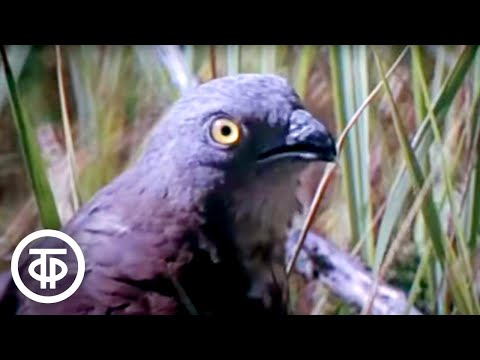 Видео: Тридцать шесть радостей. Документальный фильм о жизни животных и птиц (1977)