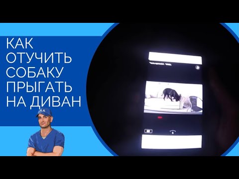 Видео: Как отучить собаку запрыгивать на диван/кровать, когда вас нет дома(урок от Наджаряна младшего)