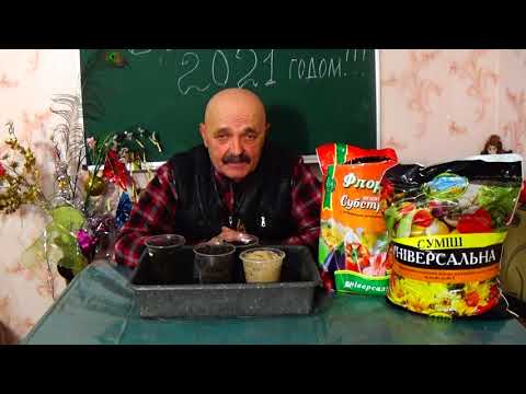 Видео: Забудьте о черной ножке рассады !