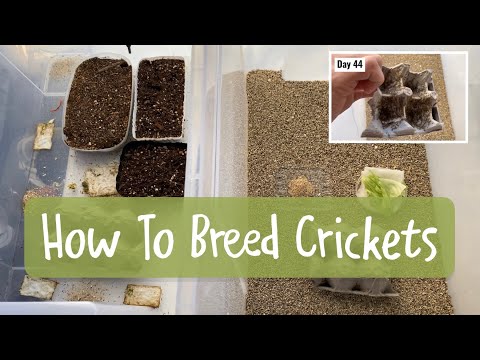 Видео: Как разводить сверчков для рептилий! (Успешная первая попытка, в итоге получилось несколько тысяч...