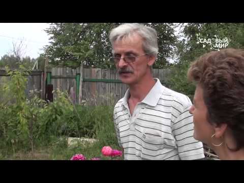 Видео: Пионы  Коралловые гибриды  Коллекция Юрия Лукоянова. Сайт "Садовый мир"