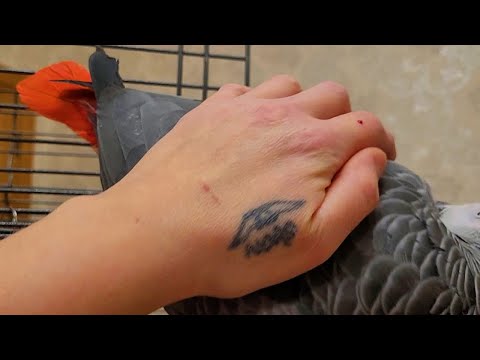 Видео: ТИХИЙ УЖАС - БЕДА!!! УЛЕТЕЛ попугай жако! Вот такие случаи бывают...