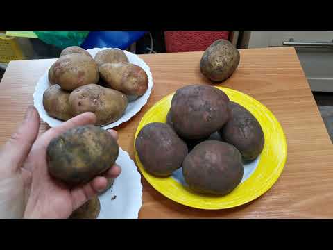 Видео: Выбираем сорта картофеля для посадки. Куда пропал сорт АДРЕТТА?
